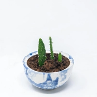 Blue and White Ceramic Plant Pot