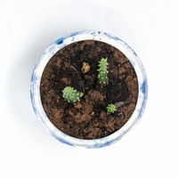 Blue and White Ceramic Plant Pot