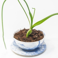 Blue and White Ceramic Plant Pot with Plate