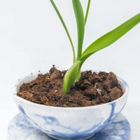 Blue and White Ceramic Plant Pot with Plate