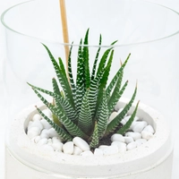 Glass and Concrete Plant Pot