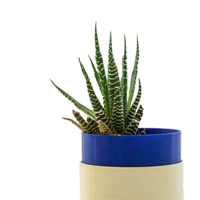 3D Printed Round Plant Pot - Multiple Designs - Navy Blue & Yellow