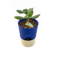 3D Printed Conical Plant Pot - Multiple Designs - Navy Blue