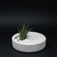 Indoor Ornamental Concrete White Round Plant Pot - Aloe Vera