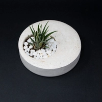 Indoor Ornamental Concrete White Round Plant Pot - Aloe Vera