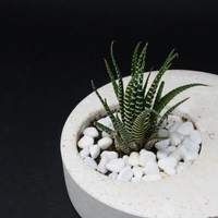 Indoor Ornamental Concrete White Round Plant Pot - Aloe Vera