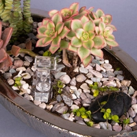 Fairy Garden: Decorative Plant Pot with Stones and Plantings - Miniature Garden