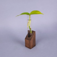 Hydroponic Small Pothos Plant in A Glass Tube with A Brown Wooden Base