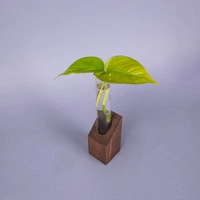 Hydroponic Small Pothos Plant in A Glass Tube with A Brown Wooden Base