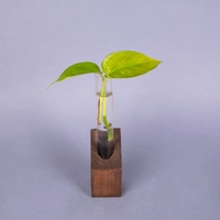 Hydroponic Small Pothos Plant in A Glass Tube with A Brown Wooden Base