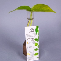 Hydroponic Small Pothos Plant in A Glass Tube with A Brown Wooden Base