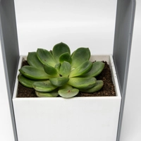 Modern Elegant Plant Stand - Luxurious Home Decor
