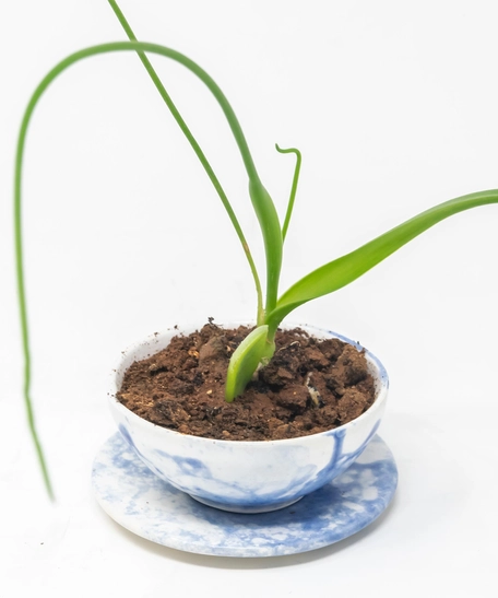 Blue and White Ceramic Plant Pot with Plate