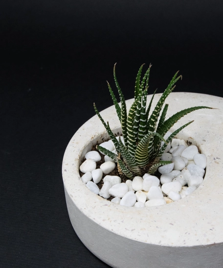 Indoor Ornamental Concrete White Round Plant Pot - Aloe Vera