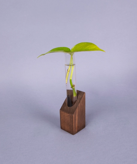 Hydroponic Small Pothos Plant in A Glass Tube with A Brown Wooden Base