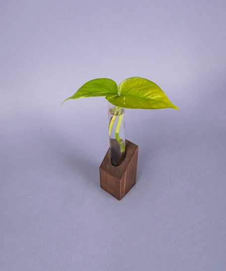 Hydroponic Small Pothos Plant in A Glass Tube with A Brown Wooden Base