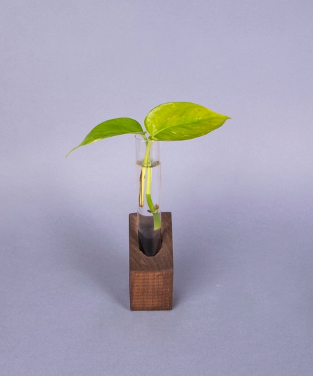 Hydroponic Small Pothos Plant in A Glass Tube with A Brown Wooden Base