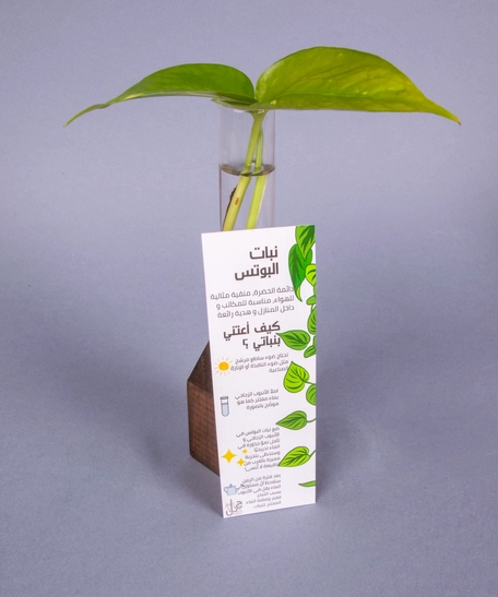 Hydroponic Small Pothos Plant in A Glass Tube with A Brown Wooden Base